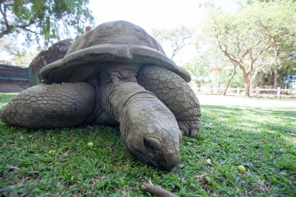 Landskilpadden Tommy er 250-300 år gammel