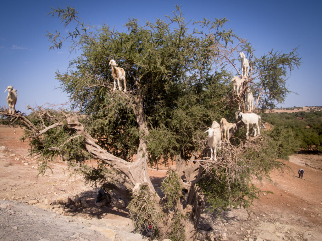 En geitefamilie tilbringer dagen i et tre