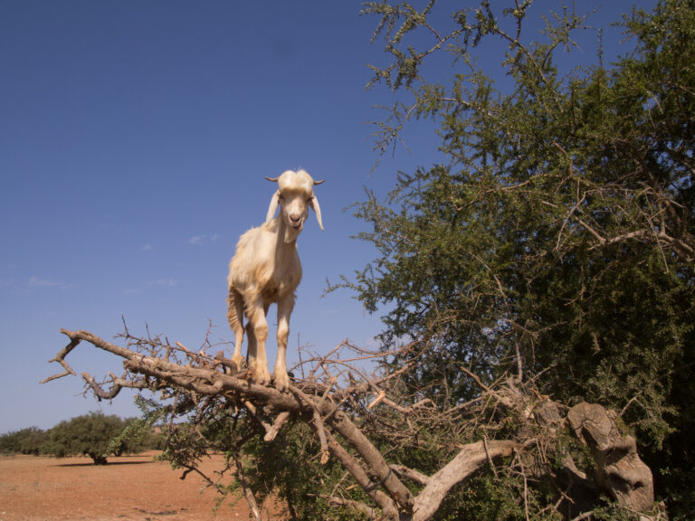 En geit i et argantre