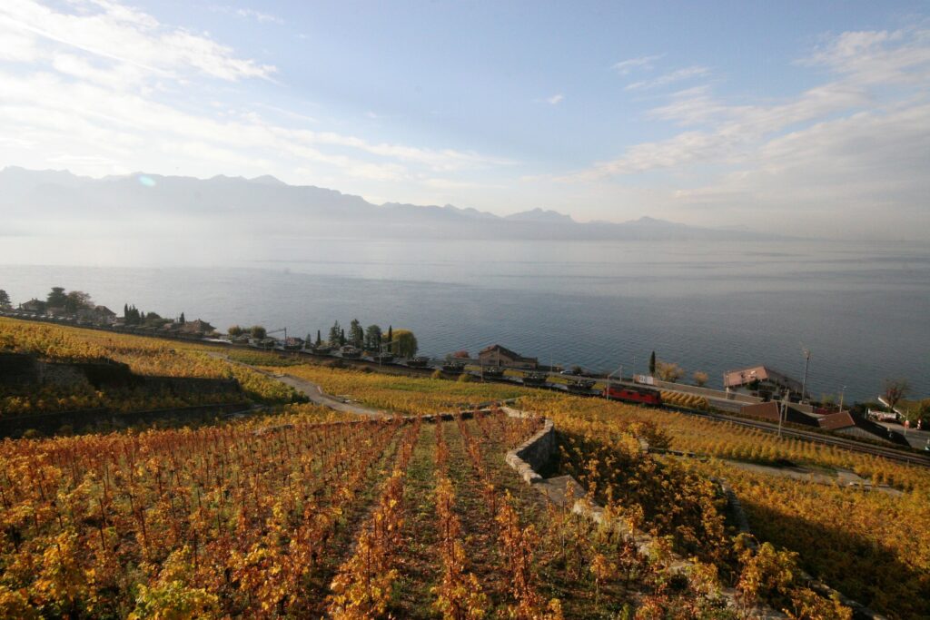 Vinsmaking i Vaud er noe som ikke markedsføres særlig utenfor Sveits