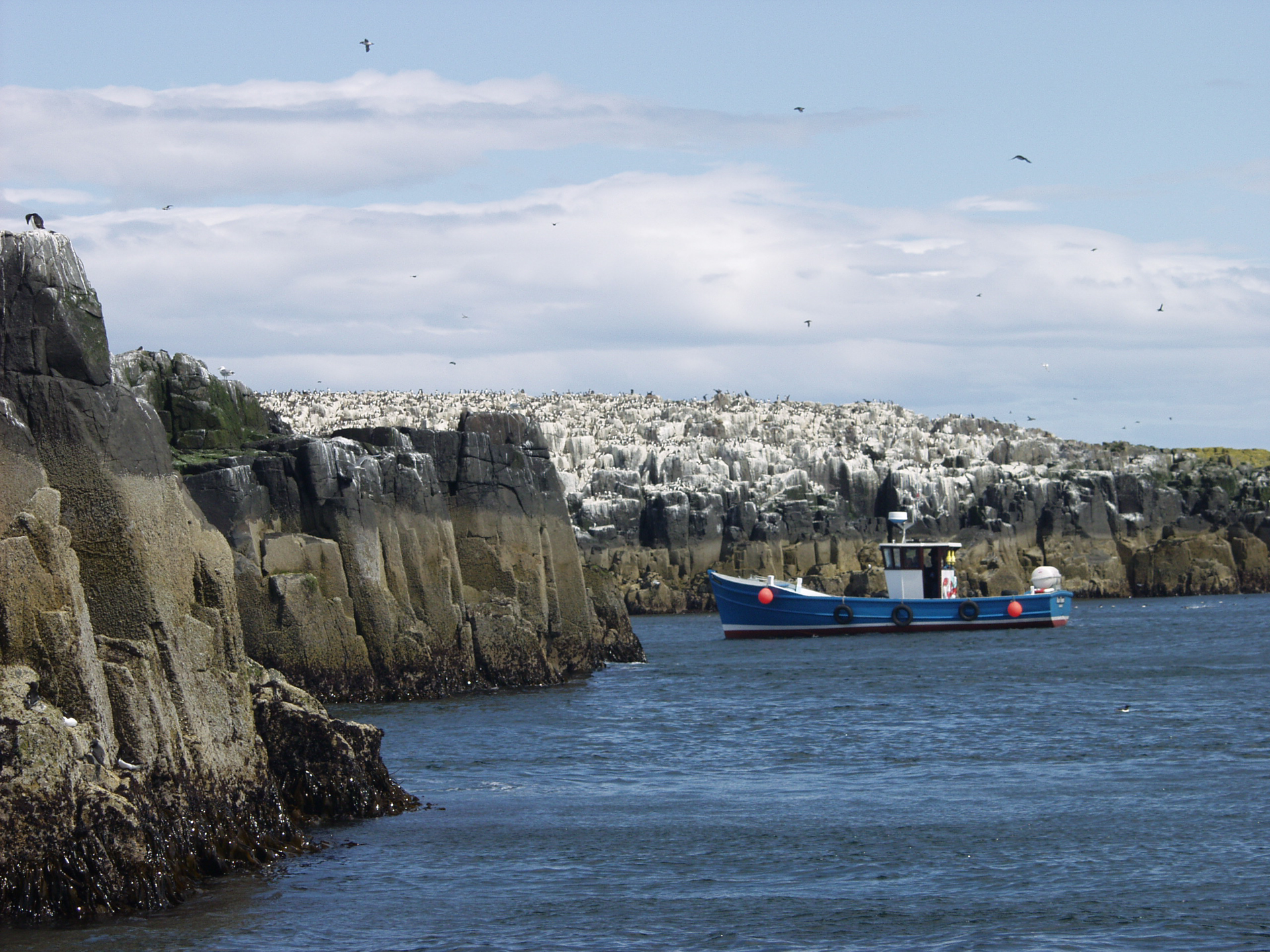 Farne Islands, en båttur fra Seahouses