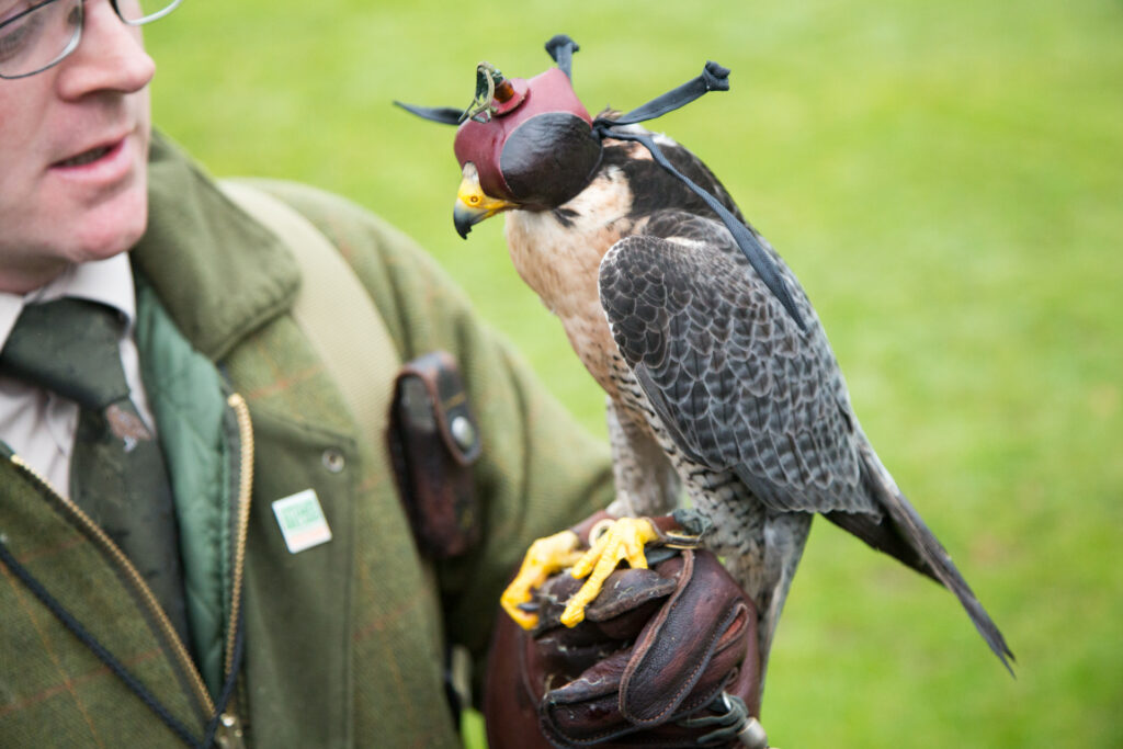 Falkeoppvisning i Irland