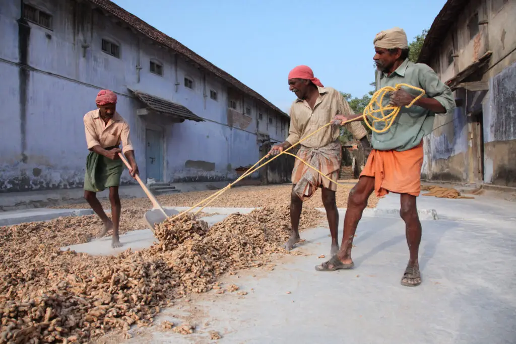 Ingefærproduksjon i Kerala