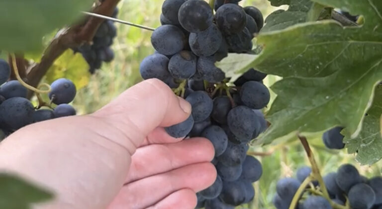 Ikke bare Barbera