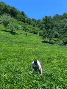 Chaynik Tea utenfor Rize ved Svartehavet i Tyrkia