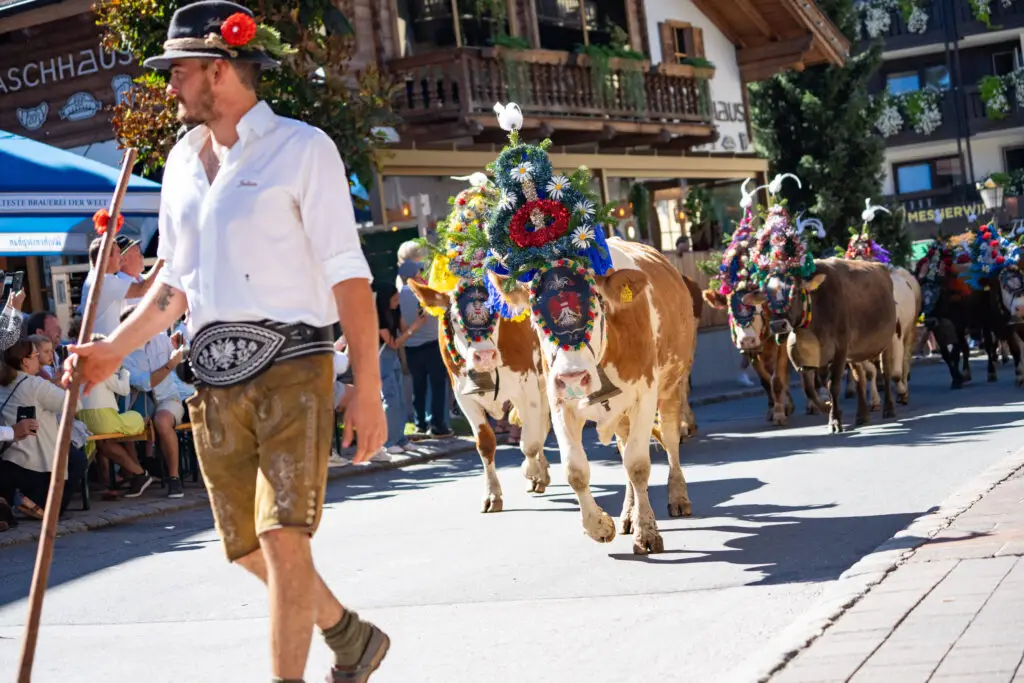 Almabtrieb i Westendorf